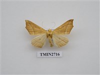 藏品(尺蛾267)的圖片